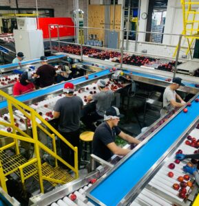 A busy factory with workers sorting red apples on conveyor belts indoors.